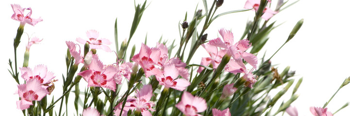 pink Flowers against a white background
