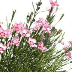 Naklejka na ściany i meble pink Flowers against a white background
