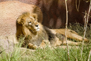 Lion laying in it's zoo enclosure