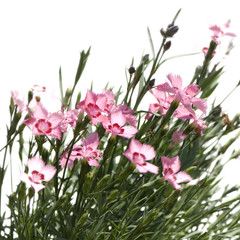 pink Flowers against a white background