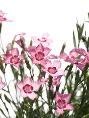 Obraz na płótnie Canvas pink Flowers against a white background