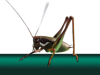 grillo