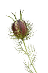 Wild plant in front of a white background