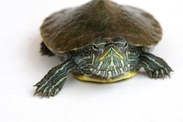 Cute Red-eared slider turtle on isolated white background.