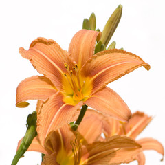 Tiger Lily Close-Up in front of a white background
