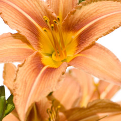 Tiger Lily Close-Up in front of a white background