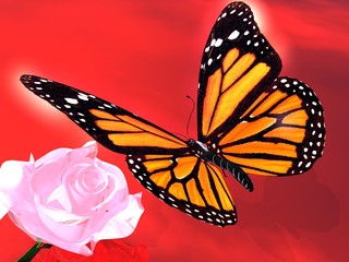 Fototapeta na wymiar Butterfly and rose