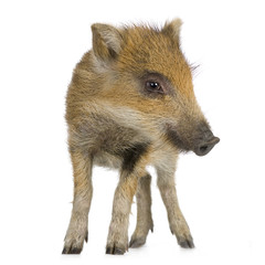 young wild boar in front of a white background