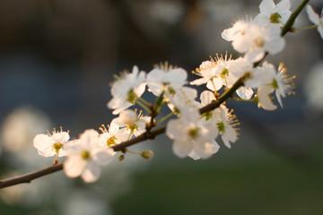 Blossom Flowers