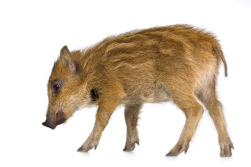 young wild boar in front of a white background