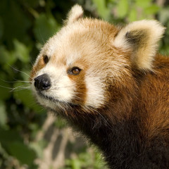Red Panda in the wild