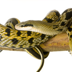 Rat snake in front of a white background