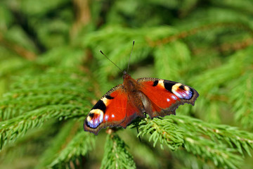 peacock butterfly on the green spruce