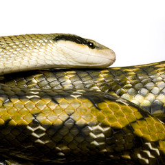 Rat snake in front of a white background