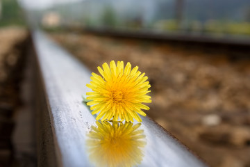 lonely flower on the rail tracks