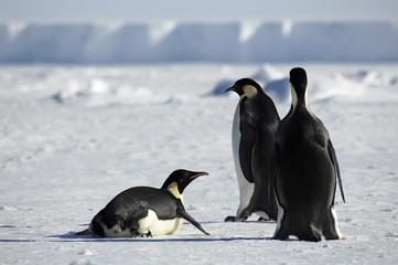 Obraz premium Penguin group in Antarctica