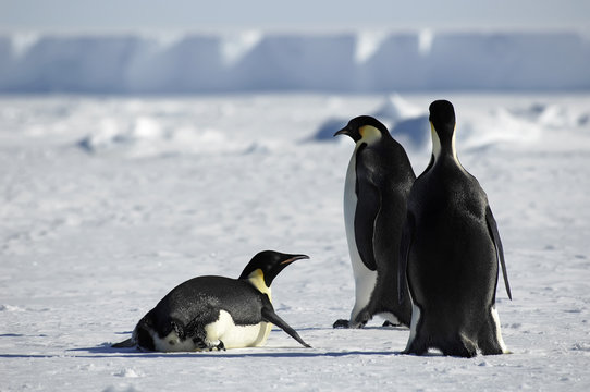 Penguin group in Antarctica