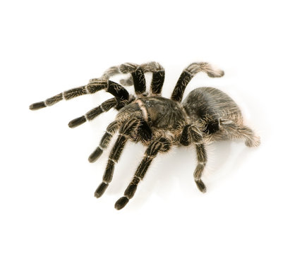 Aphonopelma seemanni in front of a white backgroung