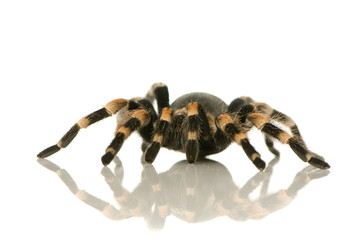 Brachypelma smithi in front of a white backgroung