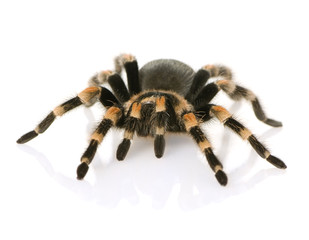 Brachypelma smithi in front of a white backgroung