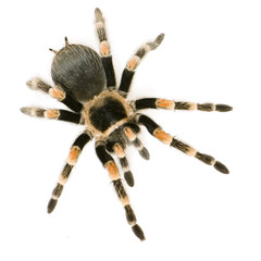 Brachypelma smithi in front of a white backgroung