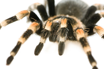 Brachypelma smithi in front of a white backgroung