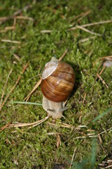 Weinbergschnecke