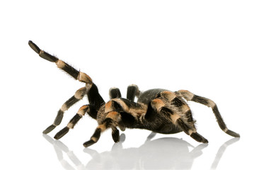 Brachypelma smithi in front of a white backgroung