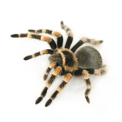 Brachypelma smithi in front of a white backgroung