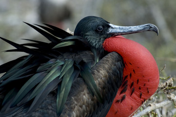 Frigate Bird. Galapagos 