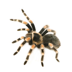 Brachypelma smithi in front of a white backgroung