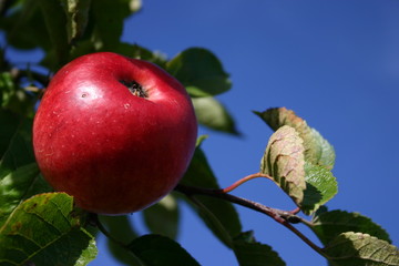 Roter Apfel