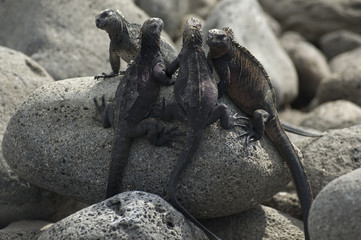 Marine iguana. Galapagos Islands