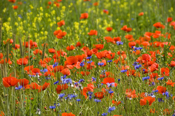 Shining red poppies with bluebottles and canola 