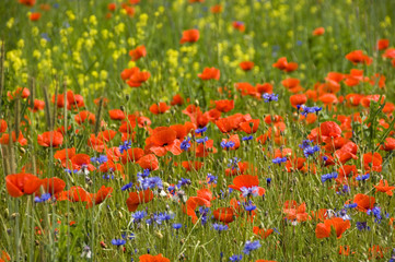 Shining red poppies with bluebottles and canola 