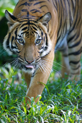 Fototapeta premium Malayan Tiger