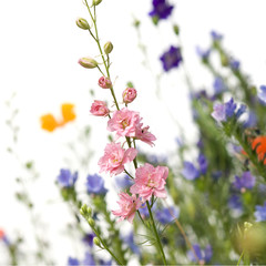 Wild flowers against a white background