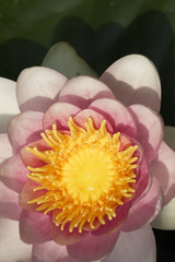 pink water lily or lotus with leaf