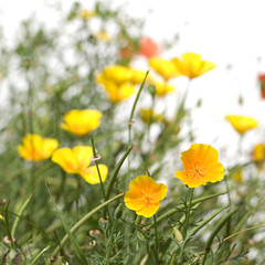 Wild flowers against a white background