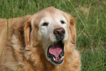 Golden Retriever Yawning