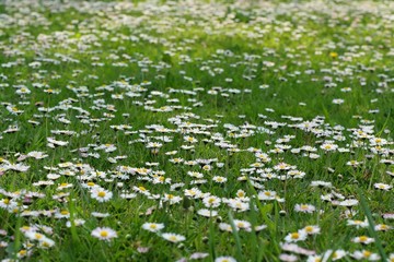 Spring flowers -  garden full of daisy