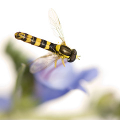 Hoverflies Gathering nectar in front of a white background