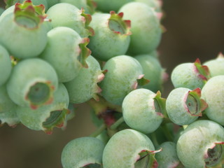 Blueberries, still green