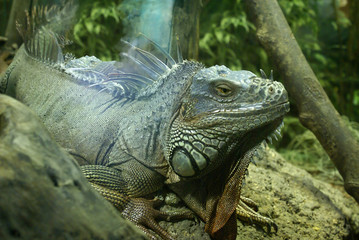 Iguana en su hábitat