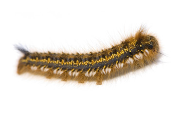 Hairy Caterpillar in front of a white background
