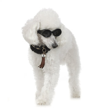 Poodle wearing collar and sunglasses