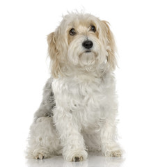 dog in front of white background