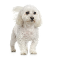adult maltese dog in front of white background
