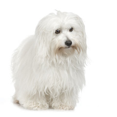 Coton de Tulear in front of white background.