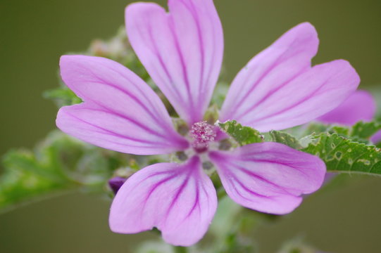 Macro, pink and purple flower